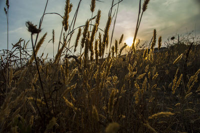 Close-up of wheat field against sky