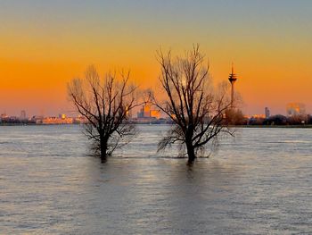 Bare tree by river and buildings against sky during sunset