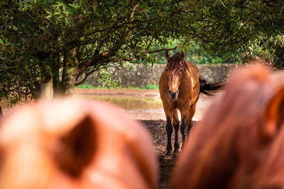 Horses on pasture, in the heard together, happy animals, portugal lusitanos