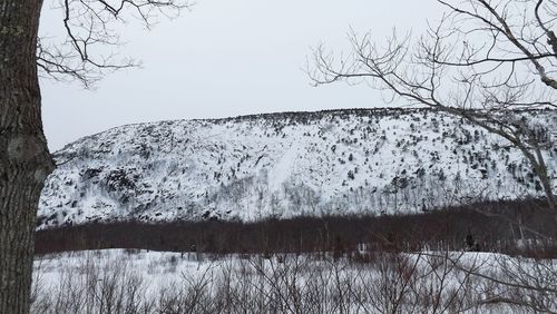 Bare trees on snow covered lake