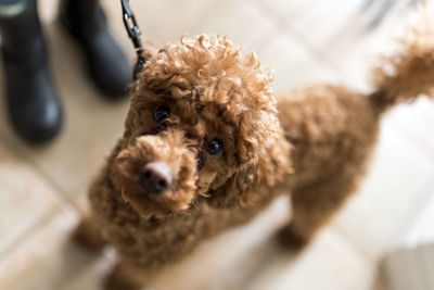 Close-up portrait of dog