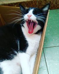 Close-up of cat yawning