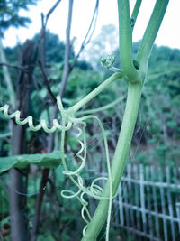 Close-up of plant growing on field