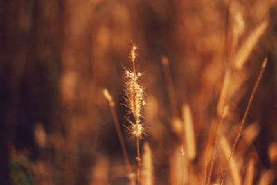 Close-up of stalks against blurred background