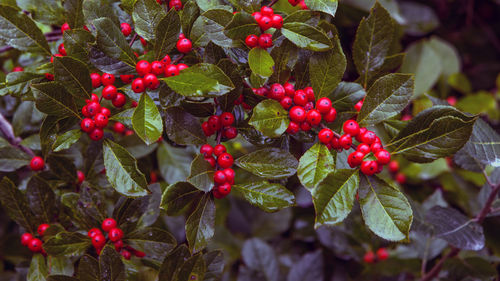 Close-up of berries growing on tree