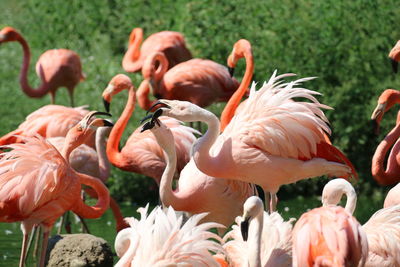 Flamingos in lake