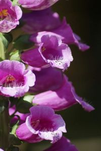 Close-up of pink flowers