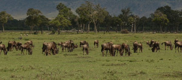 Wildebeest herd grazing in field