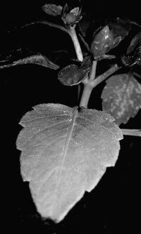 Close-up of plant against water