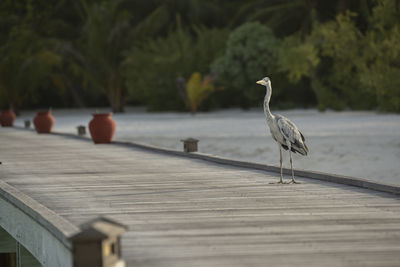 Bird perching on wooden post