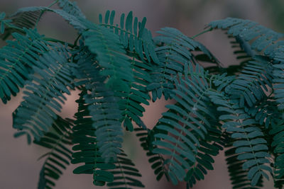 Close-up of fern leaves