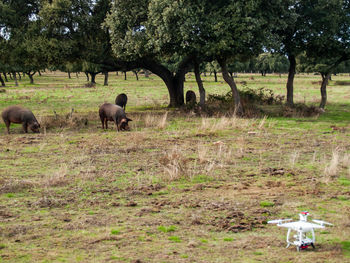 Horses in a field