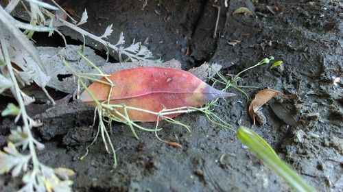 High angle view of dry leaf on plant