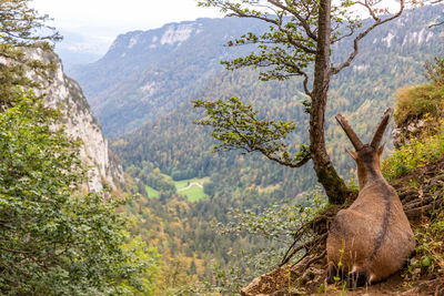 View of a forest with a guest