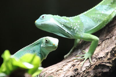 Close-up of lizard