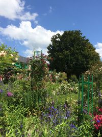 Plants growing against cloudy sky