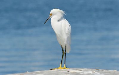 Close-up of white bird perching on water