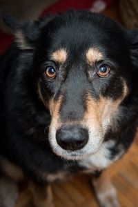 Close-up portrait of a dog