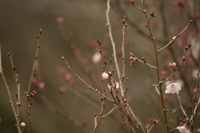 Close-up of flowering plant against blurred background