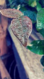 Close-up of dry leaves