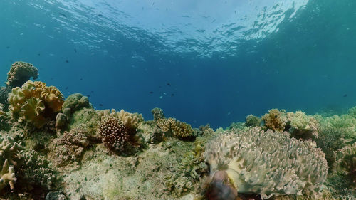 undersea