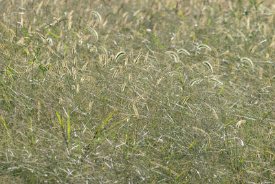 Full frame shot of wheat field