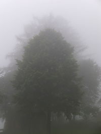 Trees in foggy weather