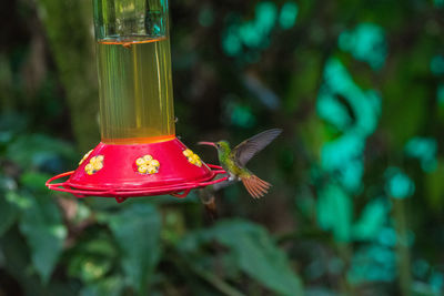 Close-up of red bird feeder