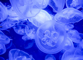 Full frame shot of jellyfish