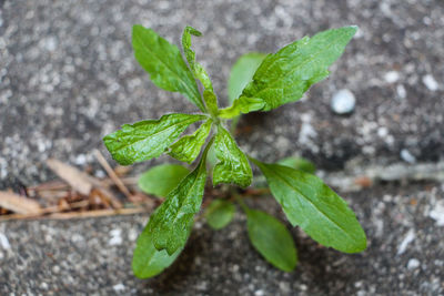 Close-up high angle view of young plant growing on ground