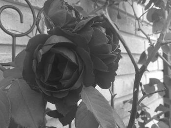 Close-up of rose blooming outdoors