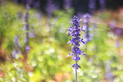 Close-up of purple flowering plants