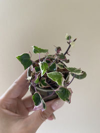 Cropped hand holding potted plant