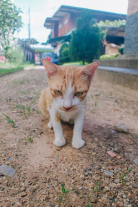 Portrait of cat sitting outdoors