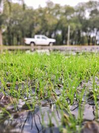 Close-up of snake on grass