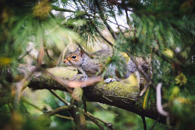 Squirrel on tree