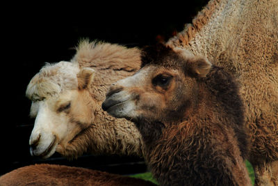 Close-up of a sheep