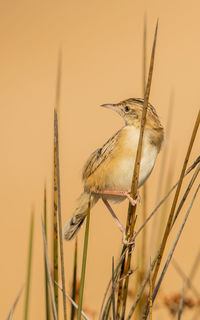 Close-up of bird perching on plant against sky