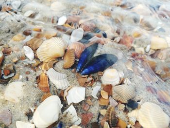 High angle view of shells in sea