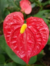 Close-up of red flowering plant