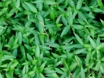 Full frame shot of green plants