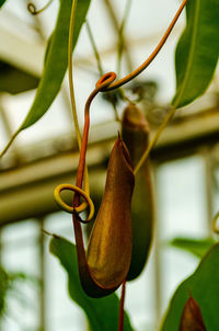 Close-up of plant