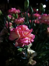 Close-up of pink flowers blooming outdoors