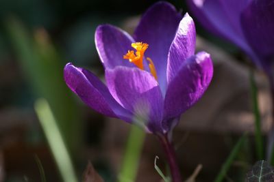 Close-up of purple crocus blooming outdoors