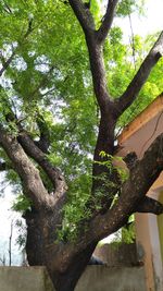 Low angle view of tree against sky