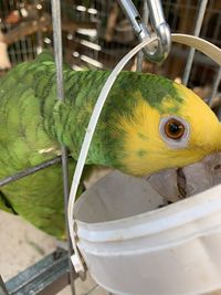 Close-up of parrot in cage