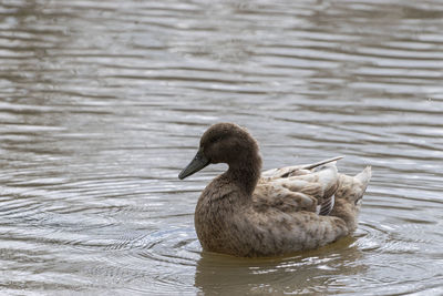 Duck swimming in lake