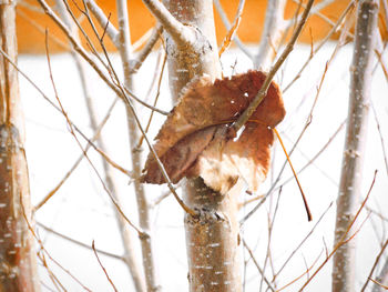 Close-up of dry leaf fallen on tree