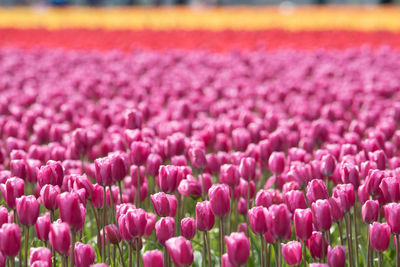 Close-up of pink flowers blooming outdoors