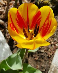 Close-up of yellow flower